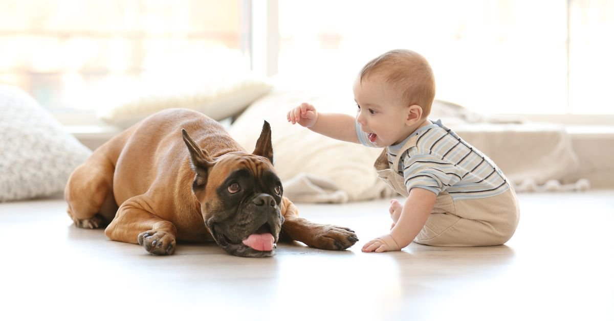Floors - Pet Blog