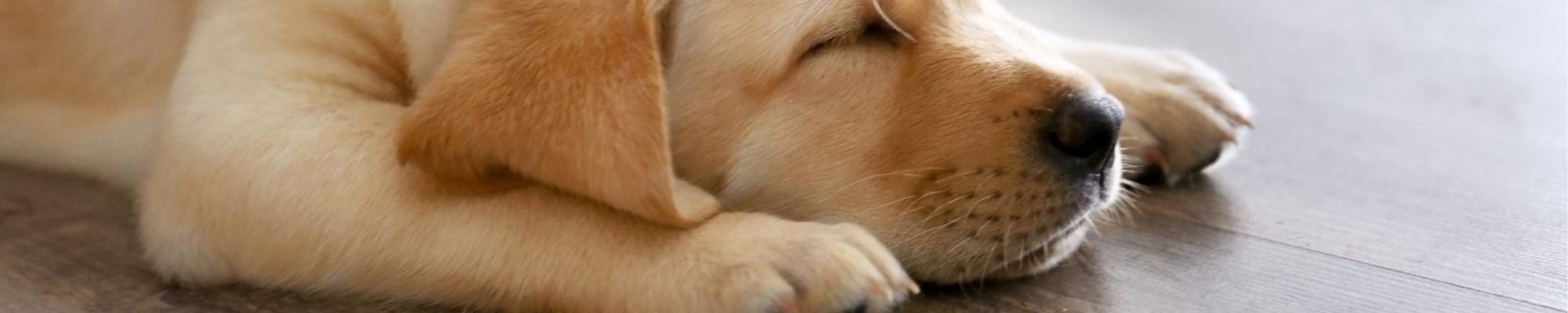golden lab puppy on hardwood floor