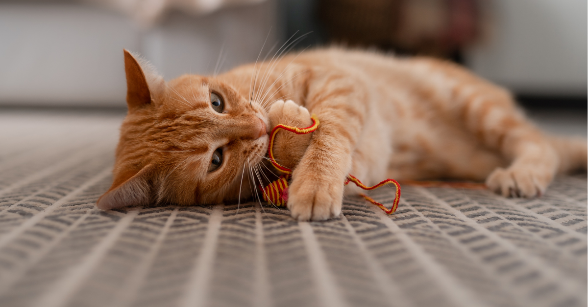 cat on carpet